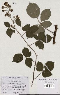 spécimen de Rubus thyrsoideus