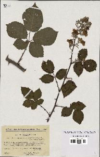 spécimen de Rubus thyrsoideus