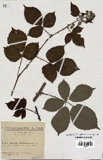 spécimen de Rubus thyrsoideus