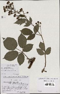 spécimen de Rubus thyrsoideus