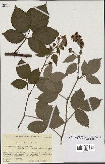 spécimen de Rubus thyrsoideus