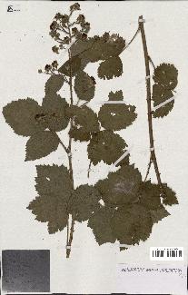 spécimen de Rubus corylifolius