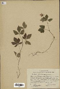 spécimen de Rubus arcticus