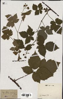 spécimen de Rubus pruinosus