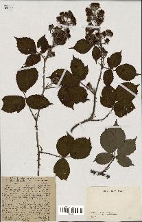 spécimen de Rubus villicaulis