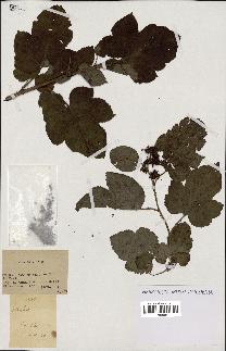 spécimen de Rubus sp.