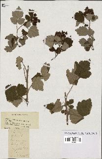 spécimen de Rubus sp.