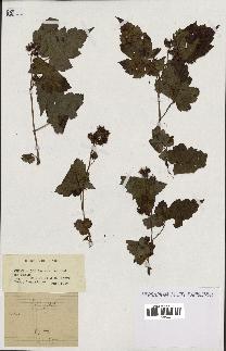 spécimen de Rubus sp.