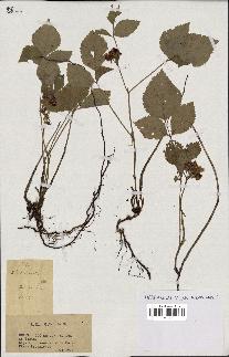 spécimen de Rubus sp.