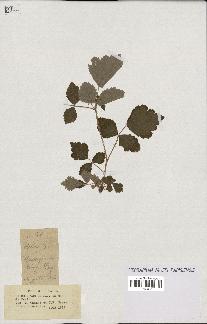 spécimen de Rubus sp.