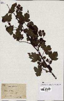 spécimen de Rubus sp.