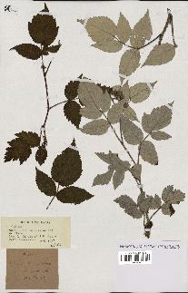 spécimen de Rubus sp.