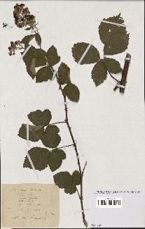 spécimen de Rubus collinus