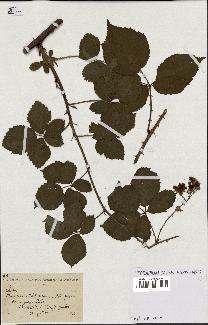 spécimen de Rubus sp.