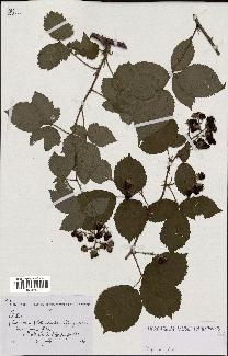 spécimen de Rubus sp.