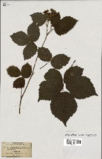 spécimen de Rubus serpens