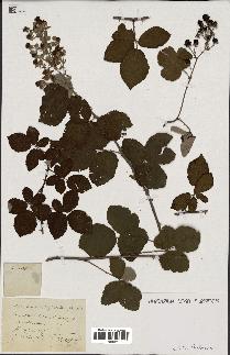 spécimen de Rubus coarctatus