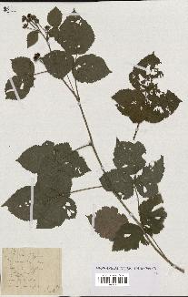 spécimen de Rubus degener