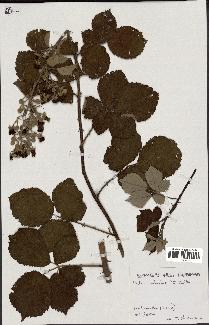 spécimen de Rubus robustus