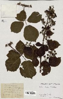 spécimen de Rubus robustus