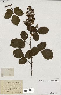 spécimen de Rubus robustus