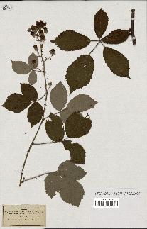 spécimen de Rubus rhamnifolius