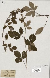 spécimen de Rubus tomentosus