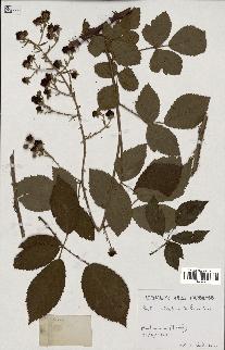 spécimen de Rubus sylvaticus