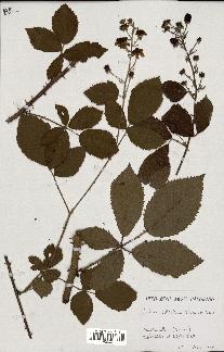 spécimen de Rubus sylvaticus