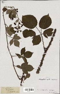 spécimen de Rubus sylvaticus