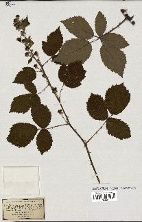 spécimen de Rubus thyrsoideus