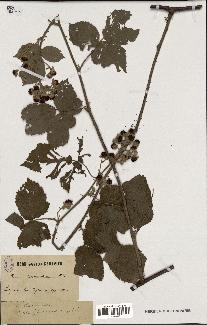 spécimen de Rubus thamnocharis