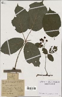 spécimen de Rubus sulcatus