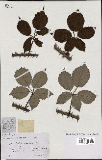 spécimen de Rubus vulnerificus