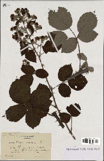 spécimen de Rubus vulnerificus