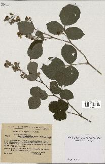 spécimen de Rubus vestitus