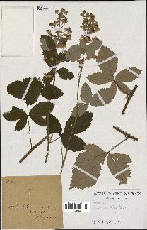 spécimen de Rubus tomentosus