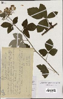 spécimen de Rubus tomentosus