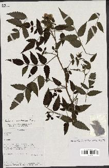 spécimen de Rubus rosifolius