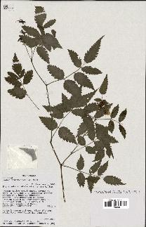 spécimen de Rubus rosifolius