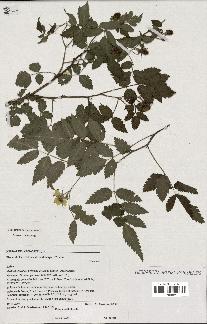 spécimen de Rubus rosifolius