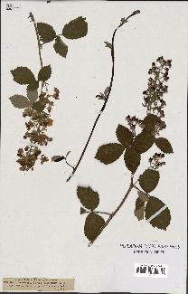 spécimen de Rubus tomentosus