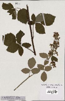 spécimen de Rubus tomentosus
