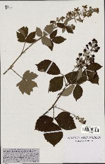 spécimen de Rubus tomentosus