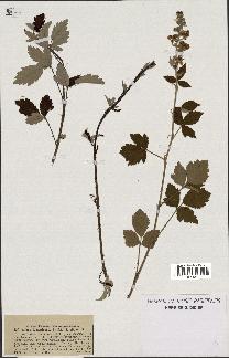spécimen de Rubus tomentosus