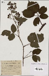 spécimen de Rubus nitidus