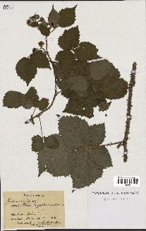 spécimen de Rubus caesius x idaeus