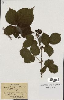 spécimen de Rubus corylifolius