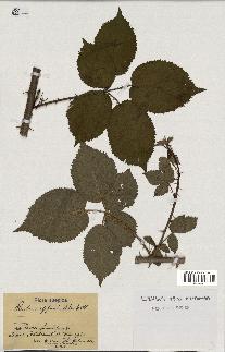 spécimen de Rubus affinis