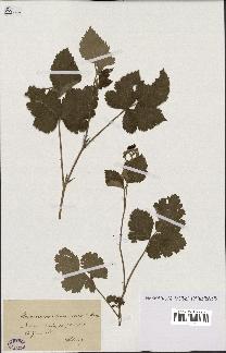 spécimen de Rubus caesius x tomentosus